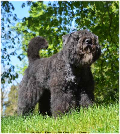 GUMM SITE WEB ELEVAGE DU CLOS DE LA LUETTE SPECIALISE POUR LE BOUVIER DES FLANDRES COPYRIGHT DEPOSE